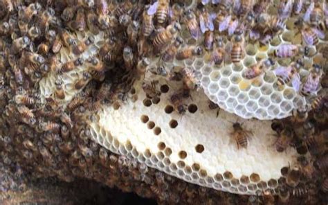 地下室陰氣 蜜蜂來築巢